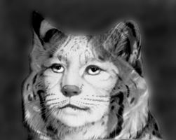 bobcat